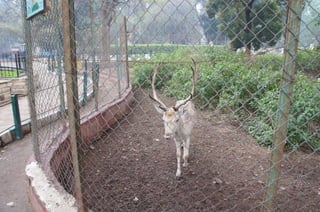 The Egyptian Zoo in Cairo