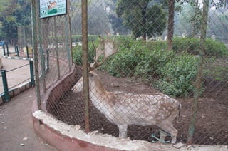 The Egyptian Zoo in Cairo