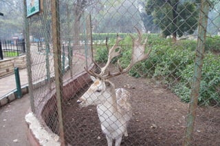 The Egyptian Zoo in Cairo