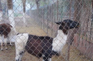 The Egyptian Zoo in Cairo