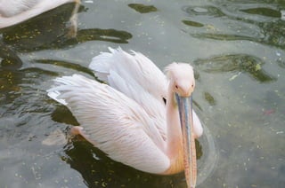 The Egyptian Zoo in Cairo
