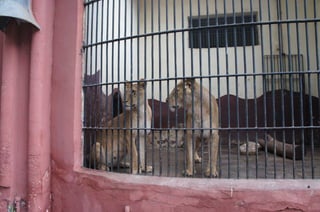 The Egyptian Zoo in Cairo