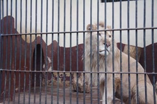 The Egyptian Zoo in Cairo
