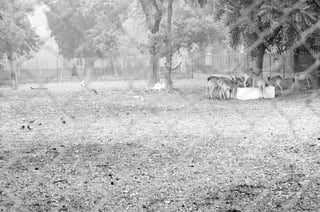 The Egyptian Zoo in Cairo