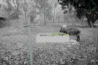 The Egyptian Zoo in Cairo