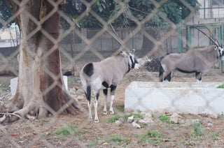 The Egyptian Zoo in Cairo