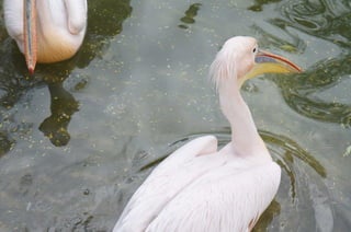 The Egyptian Zoo in Cairo