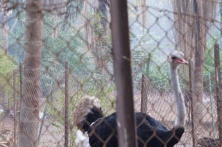 The Egyptian Zoo in Cairo