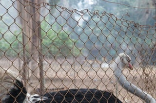 The Egyptian Zoo in Cairo