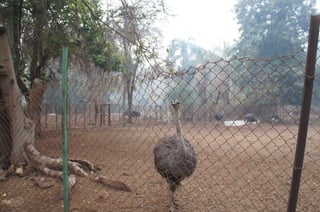 The Egyptian Zoo in Cairo