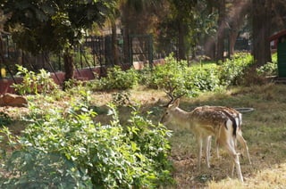 The Egyptian Zoo in Cairo