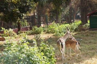 The Egyptian Zoo in Cairo