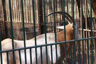The Egyptian Zoo in Cairo