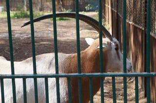 The Egyptian Zoo in Cairo