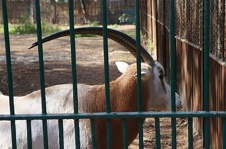 The Egyptian Zoo in Cairo