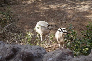 The Egyptian Zoo in Cairo