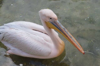The Egyptian Zoo in Cairo