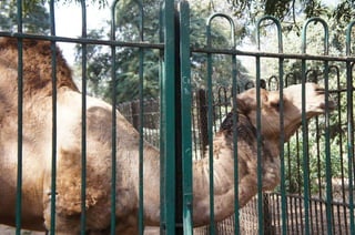 The Egyptian Zoo in Cairo