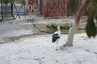 The Egyptian Zoo in Cairo