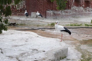 The Egyptian Zoo in Cairo
