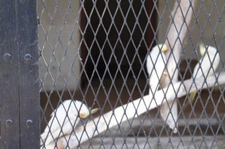 The Egyptian Zoo in Cairo