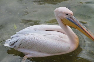 The Egyptian Zoo in Cairo