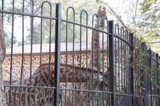 The Egyptian Zoo in Cairo