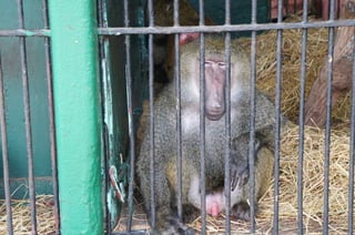 The Egyptian Zoo in Cairo