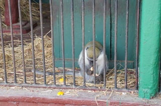 The Egyptian Zoo in Cairo