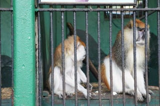 The Egyptian Zoo in Cairo