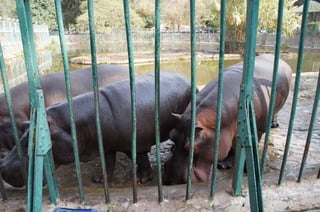 The Egyptian Zoo in Cairo
