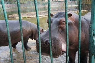 The Egyptian Zoo in Cairo