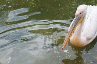 The Egyptian Zoo in Cairo