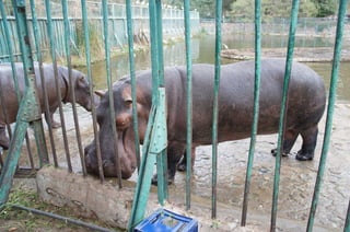 The Egyptian Zoo in Cairo