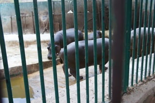 The Egyptian Zoo in Cairo