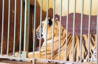 The Egyptian Zoo in Cairo