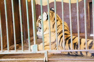 The Egyptian Zoo in Cairo