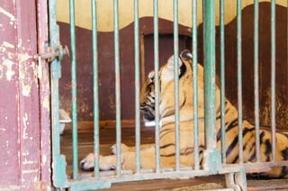 The Egyptian Zoo in Cairo