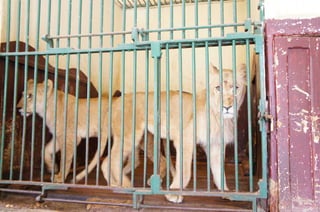 The Egyptian Zoo in Cairo