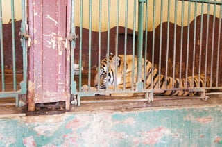 The Egyptian Zoo in Cairo