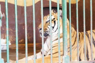 The Egyptian Zoo in Cairo