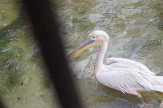The Egyptian Zoo in Cairo