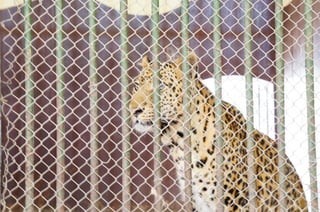 The Egyptian Zoo in Cairo