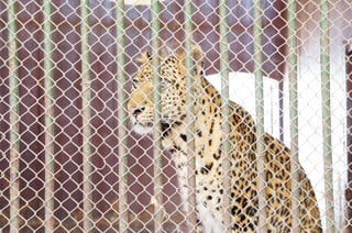 The Egyptian Zoo in Cairo