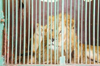 The Egyptian Zoo in Cairo
