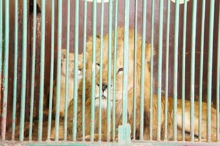 The Egyptian Zoo in Cairo