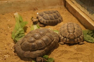 The Egyptian Zoo in Cairo