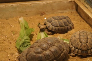 The Egyptian Zoo in Cairo
