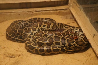 The Egyptian Zoo in Cairo