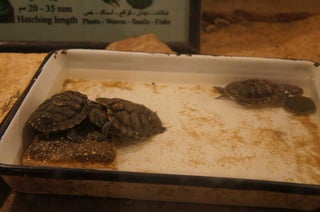 The Egyptian Zoo in Cairo